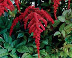 Astilbe redcharm