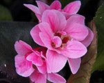 Bergenia dragonflysakura