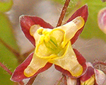 Epimedium alpinum