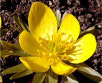 Eranthis hyemalis