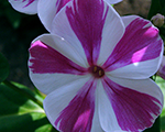Phlox pan adessaspeciallilactwist