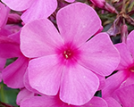 Phlox pan flamepink