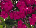 Phlox pan flameruby