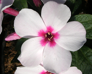 Floksis skarainais 'Flame White Eye'