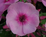 Phlox pan fondantfancy