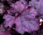 Heuchera rexpurple