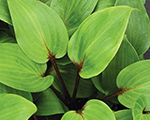 Hosta purpleheart