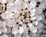 Iberis snowflake