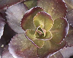 Sedum touchdownteak