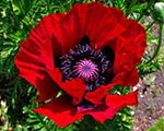 Papaver beautyoflivermere