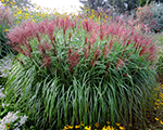 Miscanthus sinensis roterpfeil