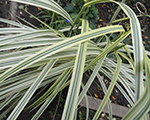 Miscanthus sinensis variegatus