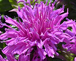 Monarda balmylilac