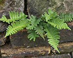 Polypodium vulgare