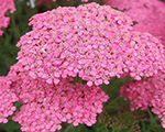 Achillea millefolium littlesusie