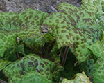 Podophyllum versipelle spottydotty