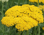 Achillea filipendulina clothofgold