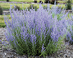 Perovskia atriplicifolia russiansage