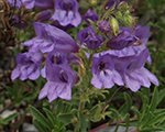 Penstemon fruticosus