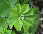 Alchemilla molli irishsilk