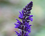Salvia sylvestris mainacht