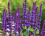 Salvia caradonnacompact