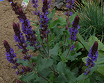 Salvia deepbluefields