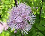 Thalictrum nimbuspink