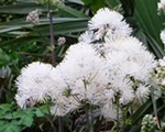 Thalictrum nimbuswhite