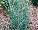 Panicum virgatum prairiesky