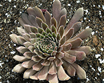 Sempervivum bigsamcoralgray