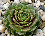 Sempervivum bigsampowergrenade