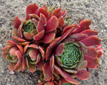 Sempervivum commanderhay