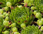 Sempervivum centaurus
