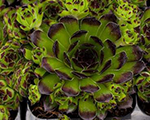 Sempervivum reinhard