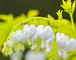 Dicentra whitegold