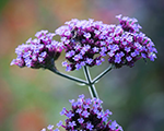 Verbena bonariensis violetblue