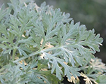 Artemisia absinthium