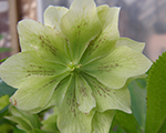 Helleborus doublewhite