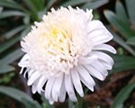 Aster alpinus xwhite