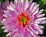 Aster alpinus xpink