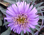 Aster alpinus xblue