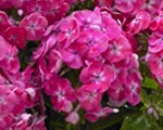 Phlox pan bambinisweettart