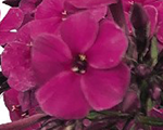 Phlox pan earlymagenta