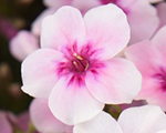 Phlox pan earlypink