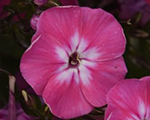 Phlox pan flamelightpinkimproved