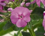 Phlox pan flamelilac
