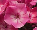 Phlox pan flamepinkeye
