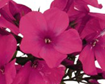 Phlox pan flameprocerise