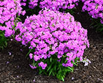 Phlox pan foreverpink